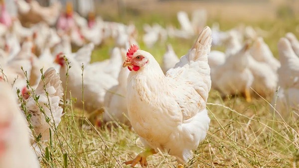비싸 죽겠는데 “치킨값 또 오르나?”… 닭고기의 82%가 사라지는 ‘이유’