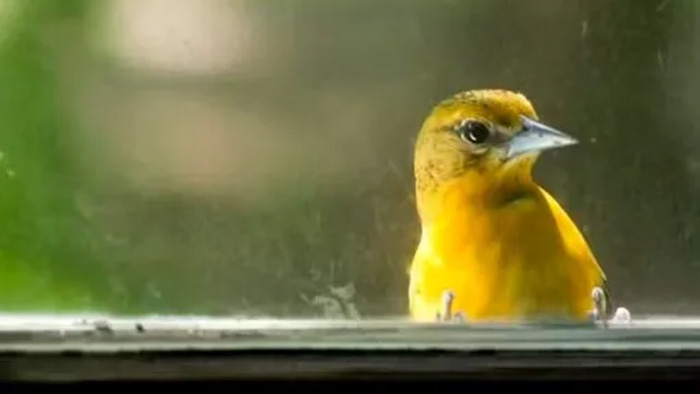 Windows are the No. 1 human threat to birds