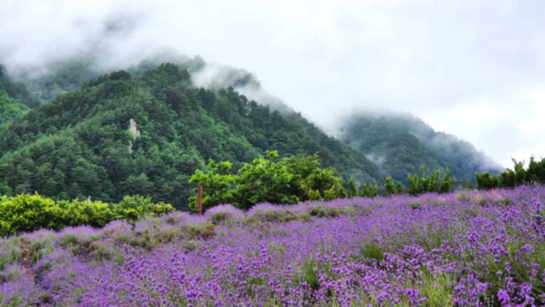 Yangwon Lavender to open Healing Garden to group visits in June, July