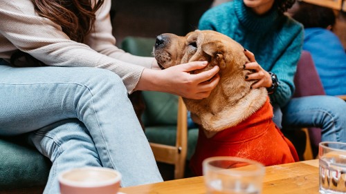 Why do some 'dog parents' see their pets as their 'furry children'?