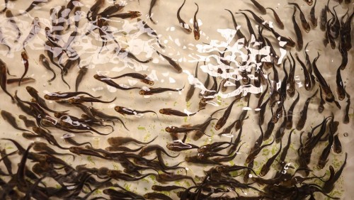 Farmed production of some fish - and seaweed - is soaring