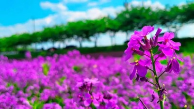 6월 힐링 산책지, 보라 유채꽃 명소 영천 생태지구공원