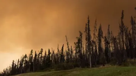 Wildfire smoke can harm your brain, not just your lungs