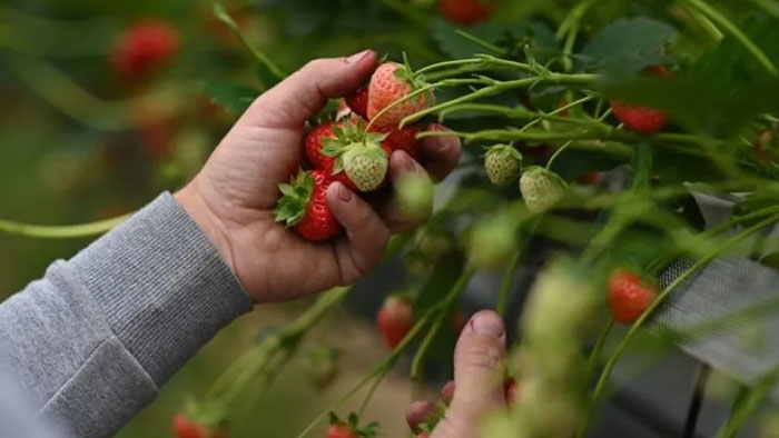 UK's sunniest spring yields unusually sweet strawberries