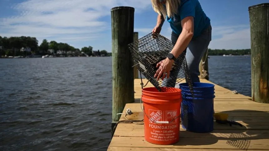 US oyster gardeners rebuild nature's own water-cleaning system