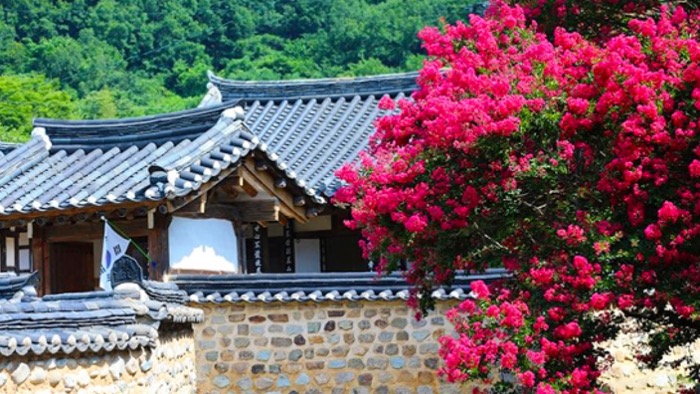 “100일 동안 볼 수 있어요”… 입장료·주차비 없이 즐기는 배롱나무 명소
