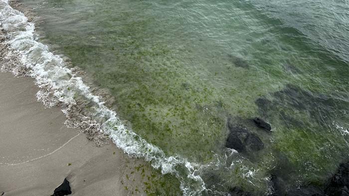 When life gives you green sea lettuce: Jeju copes with beach bane