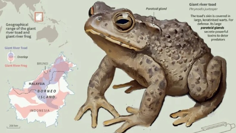 'Frogging' takes off in Borneo's jungle