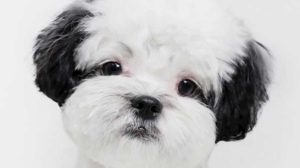 [WHY] Popular pups: Why Koreans like certain tiny dog breeds