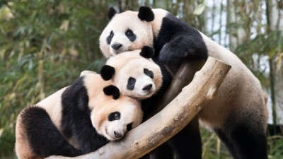 First panda twins born in Korea share final moments with mother before independence journey begins