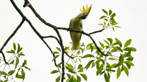 HK scientist puts hope in nest boxes to save endangered cockatoos