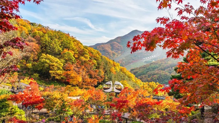 '내장산보다 더 화려하다'… 모노레일 타고 단풍나무 400종 즐기는 가을 명소